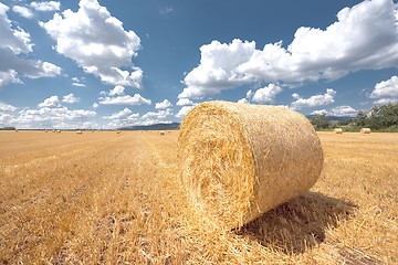 Image showing Hay bails on the field