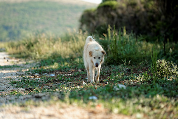 Image showing White dog outside on the path