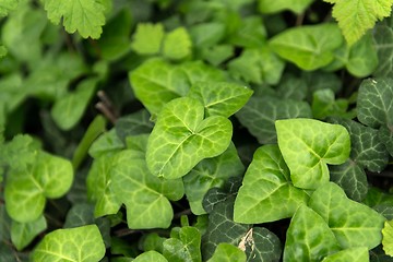 Image showing Leaves of fresh green ivy closeup