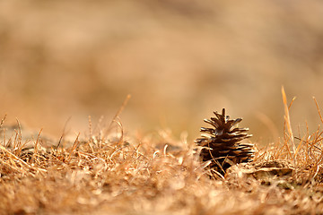 Image showing Pine cone on the ground