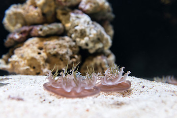 Image showing Medusas in the aquarium