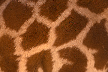Image showing Real life Giraffe pattern