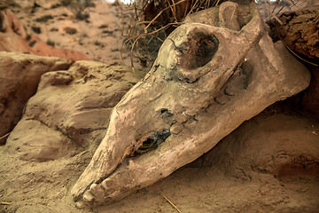 Image showing Animal skull on sacking background