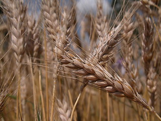 Image showing cornfield