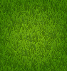 Image showing Green grass field, nature background