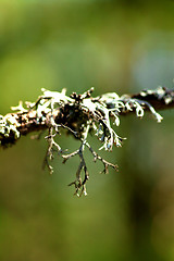 Image showing Lichen