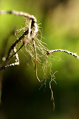 Image showing Lichen