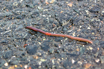 Image showing Earthworm