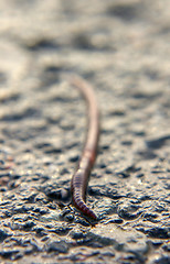 Image showing Earthworm