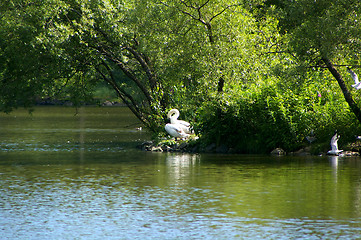 Image showing Swans