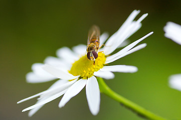 Image showing Hoverfly