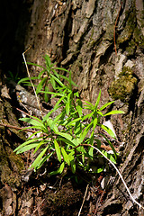 Image showing Fireweed