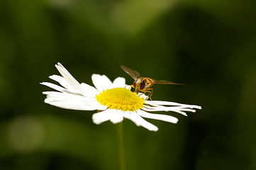 Image showing Pollinator
