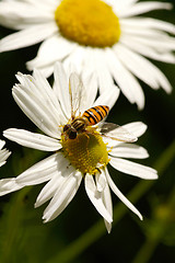 Image showing Hoverfly