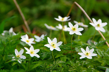 Image showing Anemone nemorosa