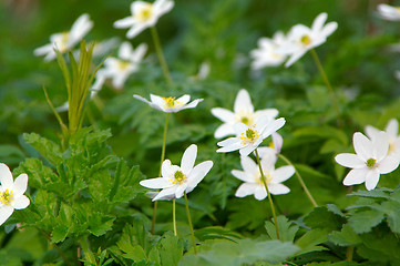 Image showing Anemone nemorosa