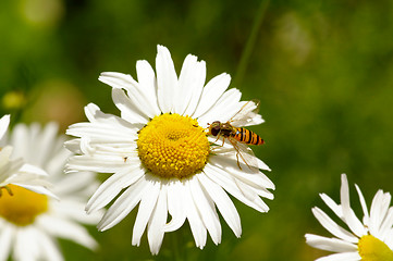 Image showing Hoverfly