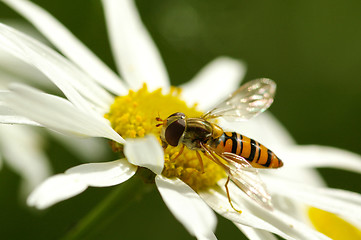 Image showing Hoverfly