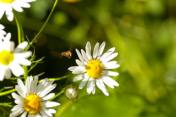 Image showing Fly