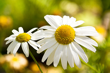 Image showing Flowers