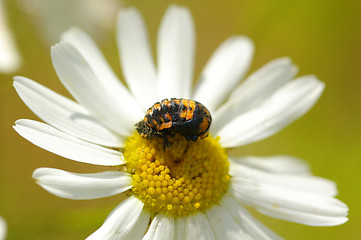 Image showing Ladybug