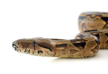 Image showing Boa constrictor