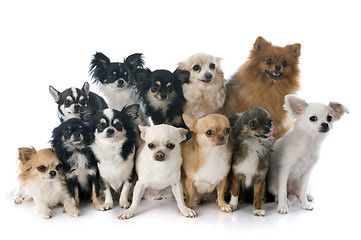 Image showing chihuahuas