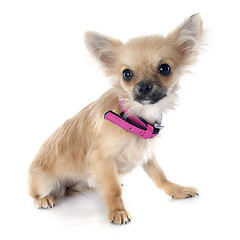 Image showing puppy chihuahua