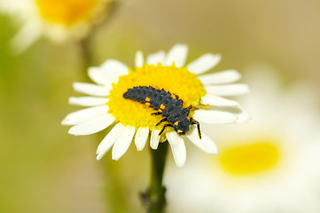 Image showing Ladybug maggot