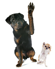 Image showing rottweiler and chihuahua