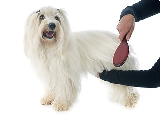 Image showing brushing coton de tulear