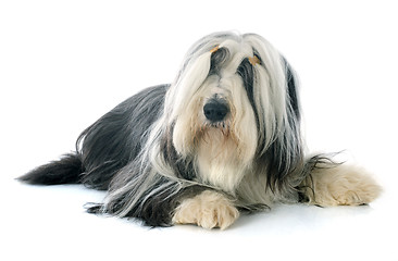 Image showing bearded collie