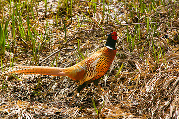 Image showing Pheasant