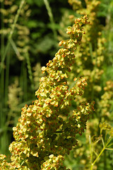 Image showing Artemisia vulgaris