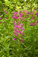 Image showing Fireweed