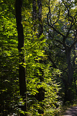 Image showing Shiny maple leaves