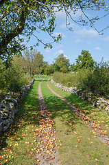 Image showing Fallen apples at a country road