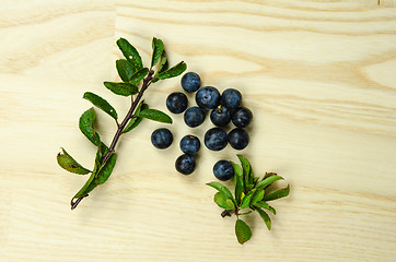 Image showing Sloe blackthorn berries 
