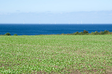 Image showing Green field at coast with wind turbines