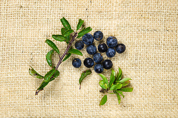 Image showing Blackthorn berries with green leaves