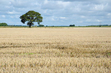 Image showing Stubble field with a lone tree