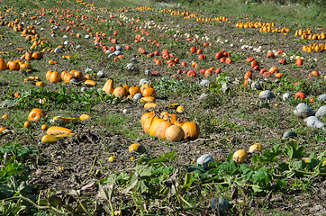 Image showing Colorful pumpkins all over