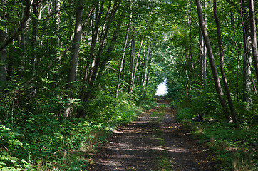 Image showing Green tunnel of leaves