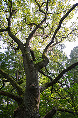 Image showing The mighty oak tree