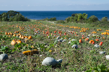 Image showing Colored pumpkins at a field by the coast