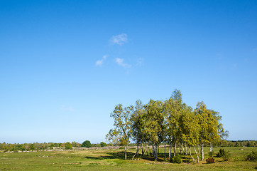 Image showing Birch trees gove at early autumn