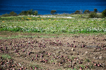 Image showing Harvested red onions