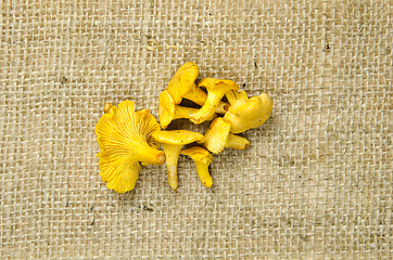 Image showing Golden chanterelle at rough surface