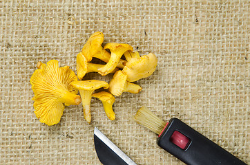 Image showing Chanterelle mushrooms with picking equipment