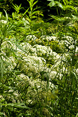 Image showing Achillea millefolium